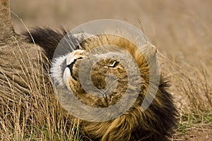 Portrait of wild male lion lying down in the bush, Kruger, South Africa