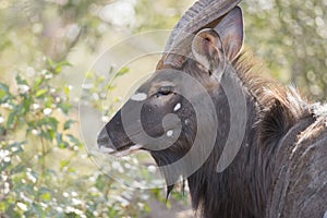 Portrait of a Wild Male Nyala (Tragelaphus angasii) Antelope