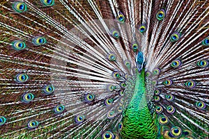 Portrait of wild male peacock with fanned colorful train. Green Asiatic peafowl display tail with blue and gold iridescent feather