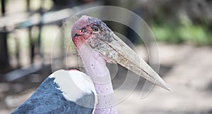 Portrait of a Wild Maribou Stork Leptoptilos crumenifer