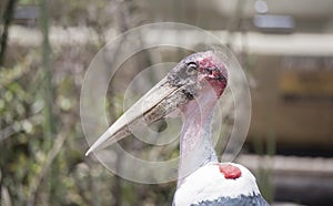 Portrait of a Wild Maribou Stork Leptoptilos crumenifer