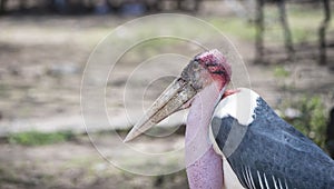 Portrait of a Wild Maribou Stork Leptoptilos crumenifer