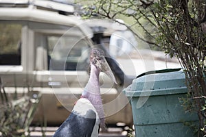 Portrait of a Wild Maribou Stork Leptoptilos crumenifer with Garbage Can