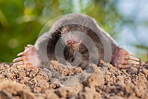 Portrait of Wild Mole on a Molehill