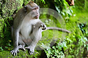 Portrait of wild monkey