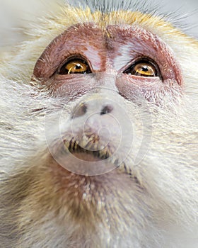 Portrait of Wild Monkey in wild life in West Sumatra, Indonesia