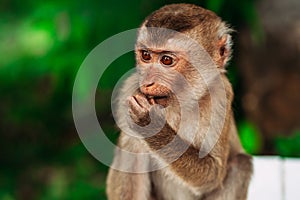 Portrait of a wild monkey. A selfie of a monkey. Macaque looks at the camera. Wild primates. Wild animal. Animal eyes photo