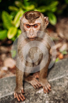 Portrait of a wild monkey. A selfie of a monkey. Macaque looks at the camera. Wild primates. Wild animal. Animal eyes photo