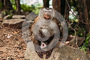 Portrait of a wild monkey. A selfie of a monkey. Macaque looks at the camera. Wild primates. Wild animal. Animal eyes