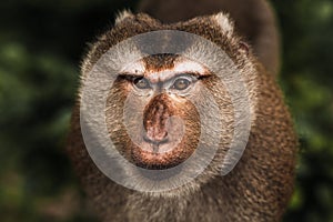 Portrait of a wild monkey. A selfie of a monkey. Macaque looks at the camera. Wild primates. Wild animal. Animal eyes. Anthropoid