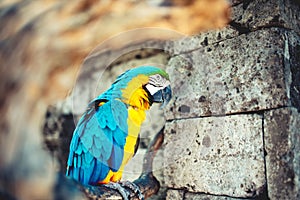 Portrait of wild parrot, macaw parrot in amazonian rainforest