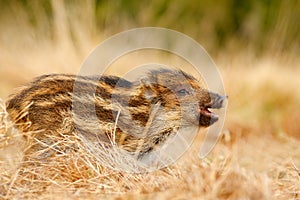 Portrait of wild pig, grass meadow. Young Wild boar, Sus scrofa, running in the grass meadow, red autumn forest in background, ani