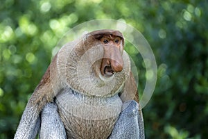 Portrait of a wild Proboscis monkey or Nasalis larvatus, in the rainforest of island Borneo, Malaysia, close up