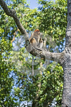 Portrait of a wild Proboscis monkey or Nasalis larvatus, in the rainforest of island Borneo, Malaysia, close up