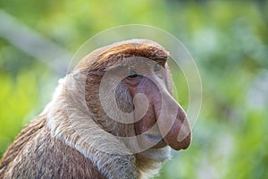 Portrait of a wild Proboscis monkey or Nasalis larvatus, in the rainforest of island Borneo, Malaysia, close up