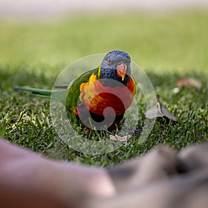 Portrait of a Wild Rainbow Lorikeet Parrot in Australia