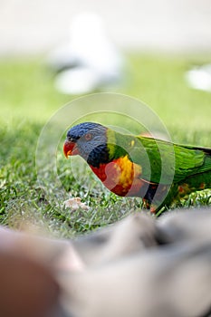 Portrait of a Wild Rainbow Lorikeet Parrot in Australia