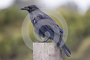 A Portrait of a Wild Raven in Northern California, USA