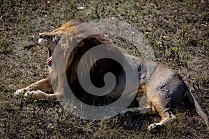 Portrait of a wild roaring lion. The lion lies on dry grass. Taigan Park