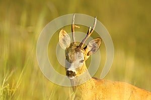 Portrait of wild roe deer buck