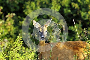 Portrait of wild roe deer doe