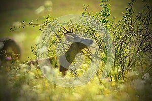 Portrait of wild roebuck
