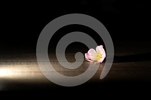 A portrait of a wild rose flower of a rosehip bush lying on a wooden table with a spotlight on it. The rose hep flower stands out photo