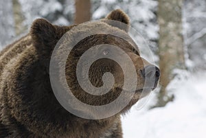 Portrait of wild russian bear.