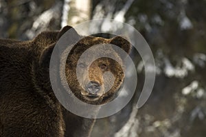 Portrait of wild russian bear.