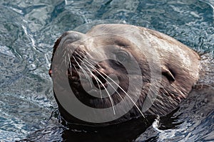 Portrait of wild sea mammal animal Northern Sea Lion swims in cold waves Pacific Ocean