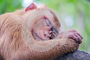 Portrait of wild sleeping monkey in forest. Close up view.