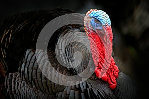 Portrait of Wild Turkey, Meleagris gallopavo, blue and red head. Wildlife animal scene from nature. Red and blue head of bird. Bla