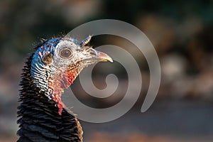 Portrait of Wild Turkey