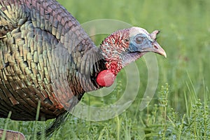 Portrait of a Wild Turkey