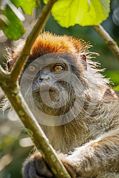 Portrait of a wild ugandan red colobus monkey, Kibale National Forest, Uganda.