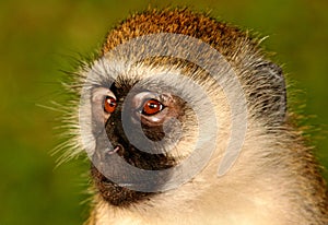 Portrait of wild Vervet monkey photo