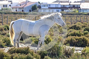Portrait of a wild, white Camargue horse