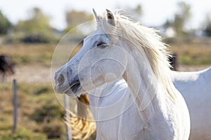 Portrait of a wild, white Camargue horse