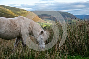 Portrait of a Wild white horse grazing on a mountain