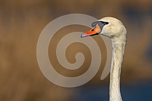 Portrait of a wild white mute swan