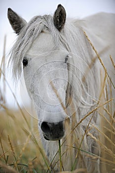 Portrait of a white yakutsk horse photo