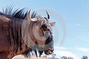 Portrait of A wild Wildebeest Gnu