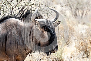 Portrait of A wild Wildebeest Gnu