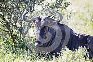 Portrait of a wildebeest in the African savannah of South Africa in Kruger National Park