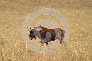 Portrait of a wildebeest, also called gnus, are antelopes in the genus Connochaetes