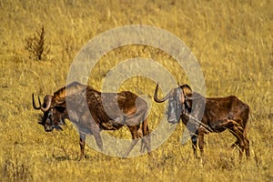 Portrait of a wildebeest, also called gnus, are antelopes in the genus Connochaetes