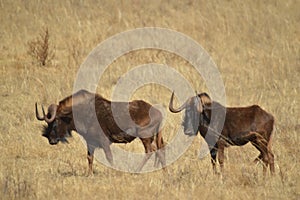 Portrait of a wildebeest, also called gnus, are antelopes in the genus Connochaetes