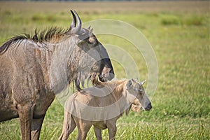 Portrait of a wildebeest cow with her calf, mother and baby