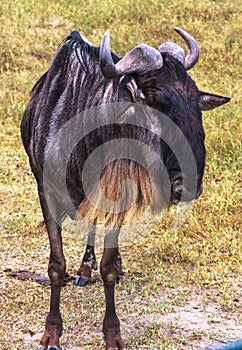 Portrait of wildebeest. Crater NgoroNgoro, Tanzania, Africa photo