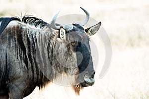 Wildebeest or gnu head, closeup of wildebeest in savannah of Serengeti, Tanzania photo